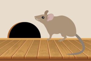 How to prevent rodent damage in your Collinsville, IL home