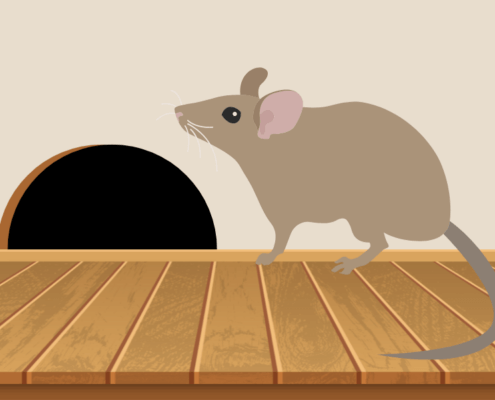 How to prevent rodent damage in your Collinsville, IL home